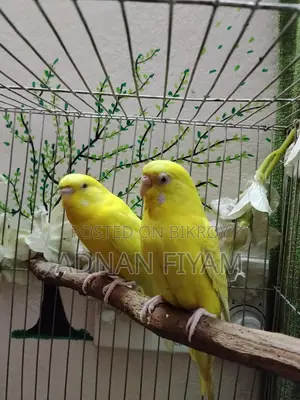 Lutino And Fellow Red Eye Pair