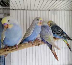 বাজরিগার পাখি Budgerigar pakhi