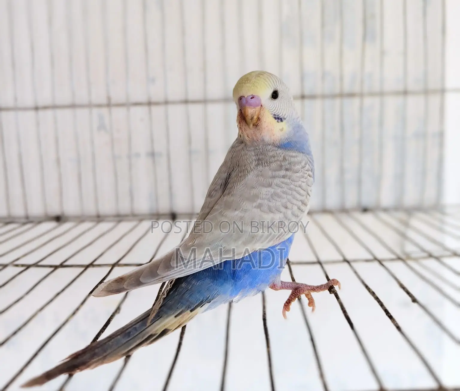 Budgerigar Birds