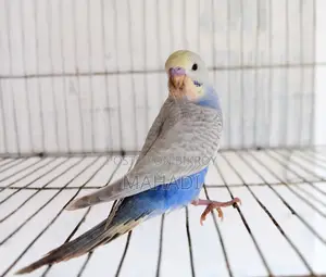 Budgerigar Birds