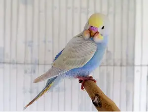 Budgerigar Birds