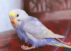 Budgerigar Birds
