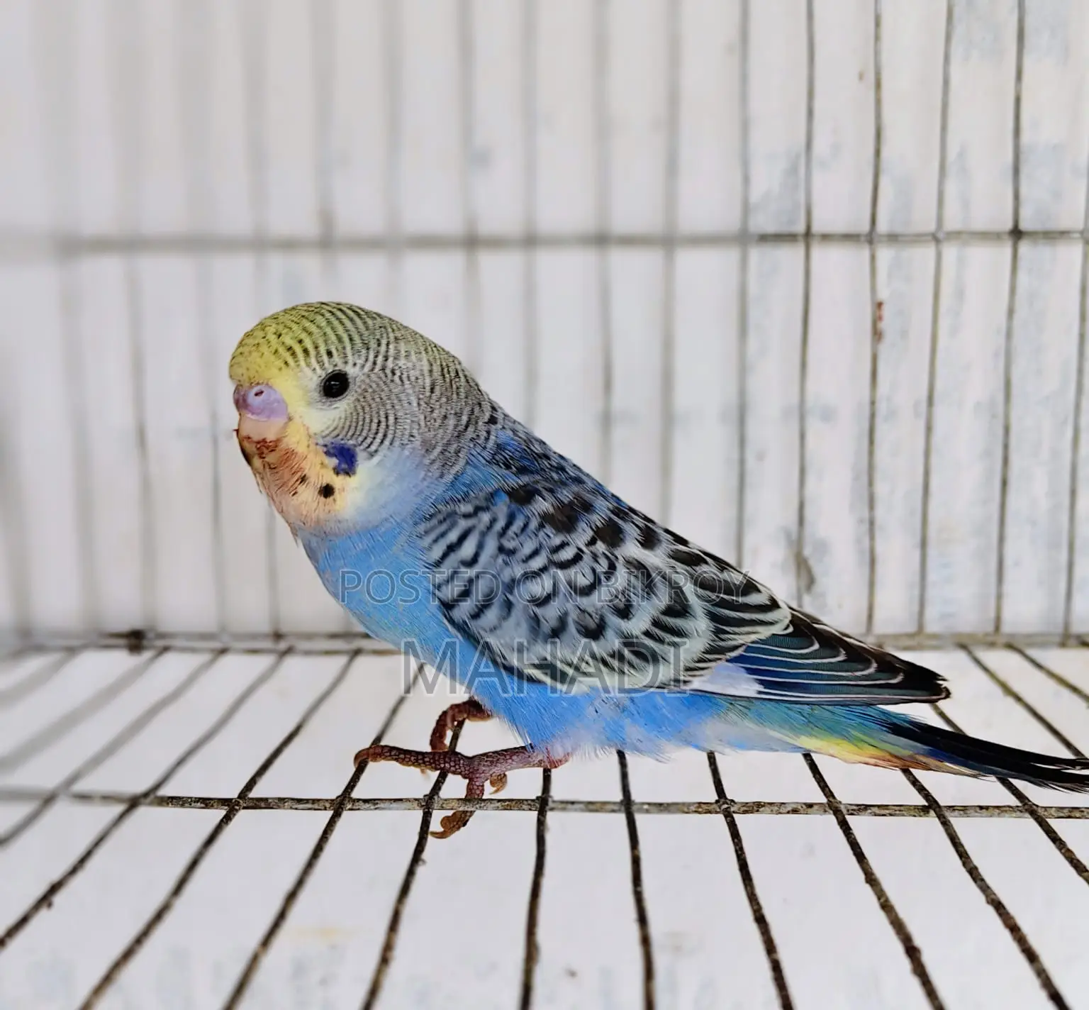 Budgerigar Birds