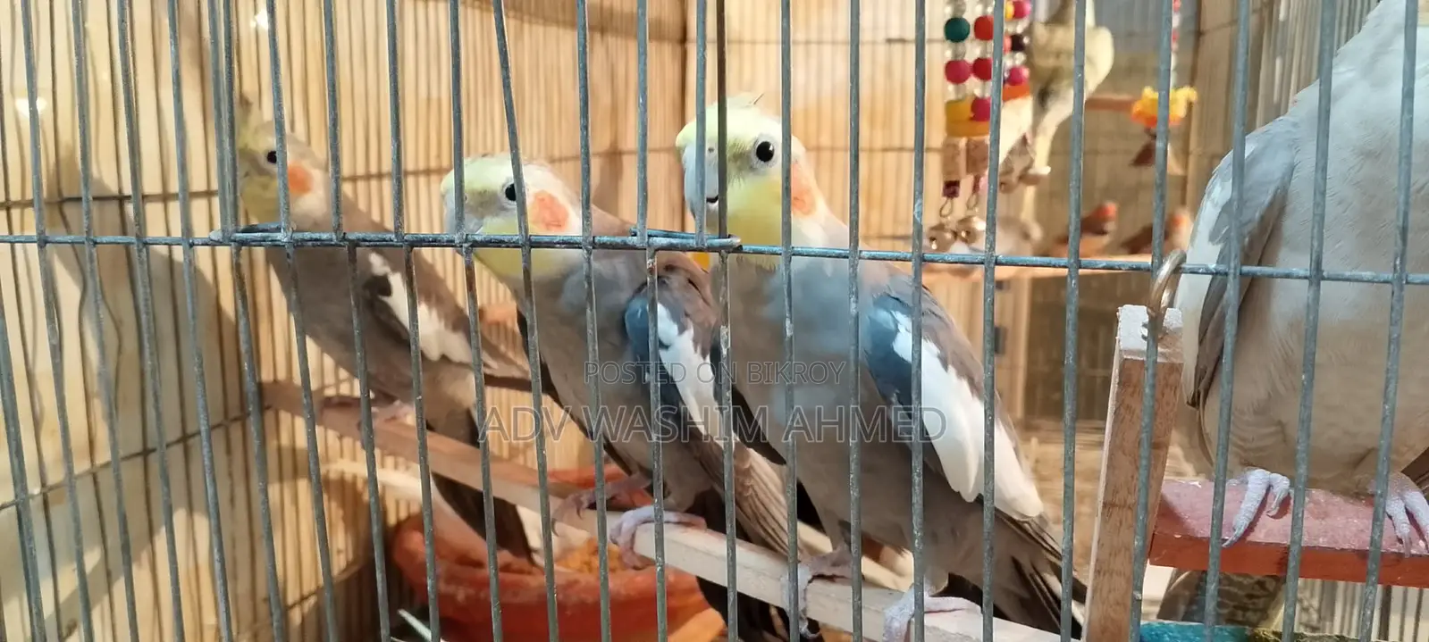 Cockatiel 4 Pcs and Budgies 2