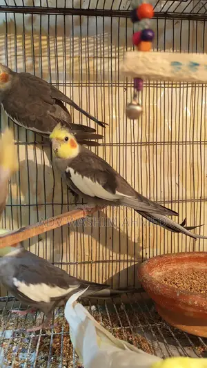 Cockatiel 4 Pcs and Budgies 2