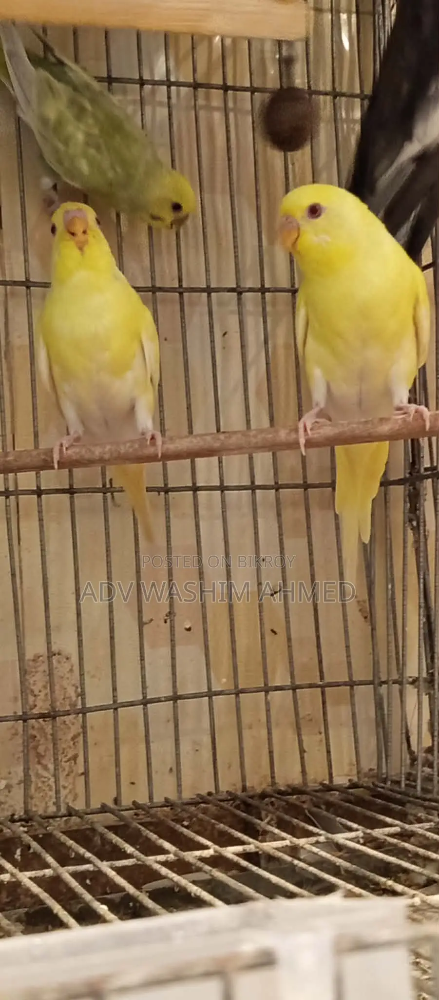 Cockatiel 4 Pcs and Budgies 2