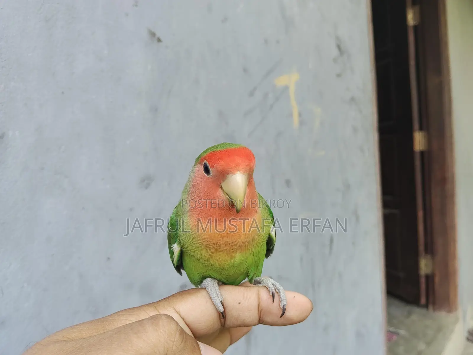 For Sale: Extremely Beautiful and Healthy 'Peach-Faced' Lovebird