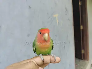 For Sale: Extremely Beautiful and Healthy 'Peach-Faced' Lovebird