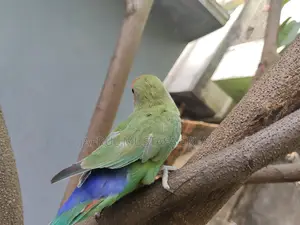 For Sale: Extremely Beautiful and Healthy 'Peach-Faced' Lovebird