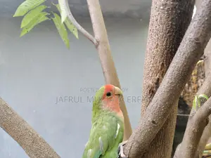 For Sale: Extremely Beautiful and Healthy 'Peach-Faced' Lovebird