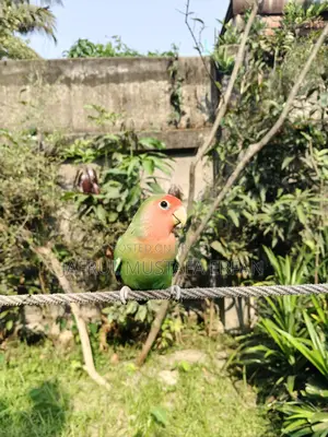 For Sale: Extremely Beautiful and Healthy 'Peach-Faced' Lovebird