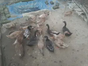 Deshi Ducks