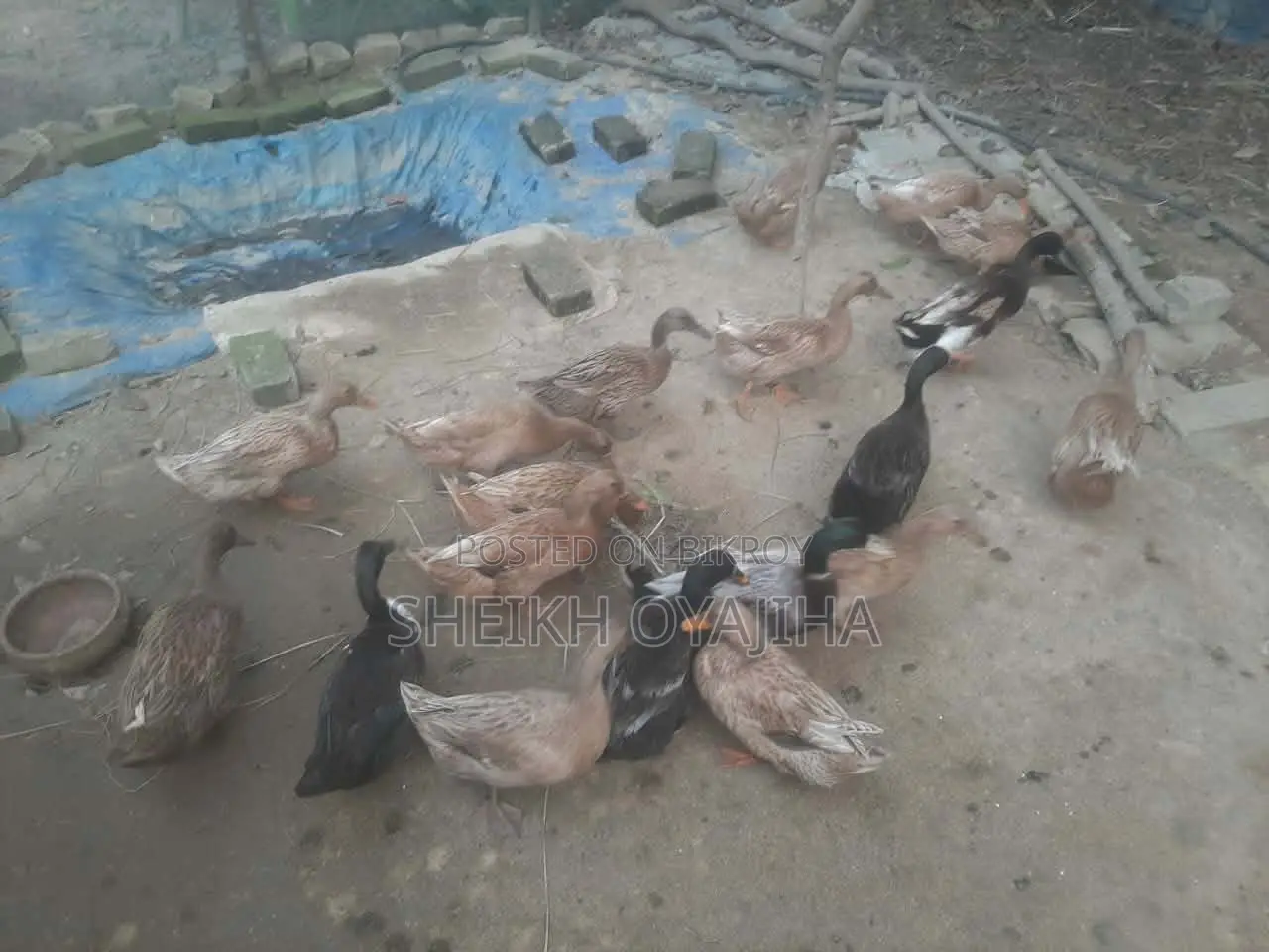 Deshi Ducks
