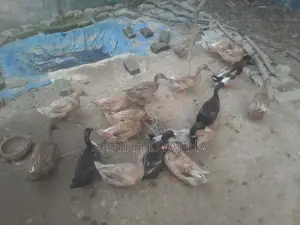 Deshi Ducks