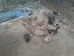 Deshi Ducks