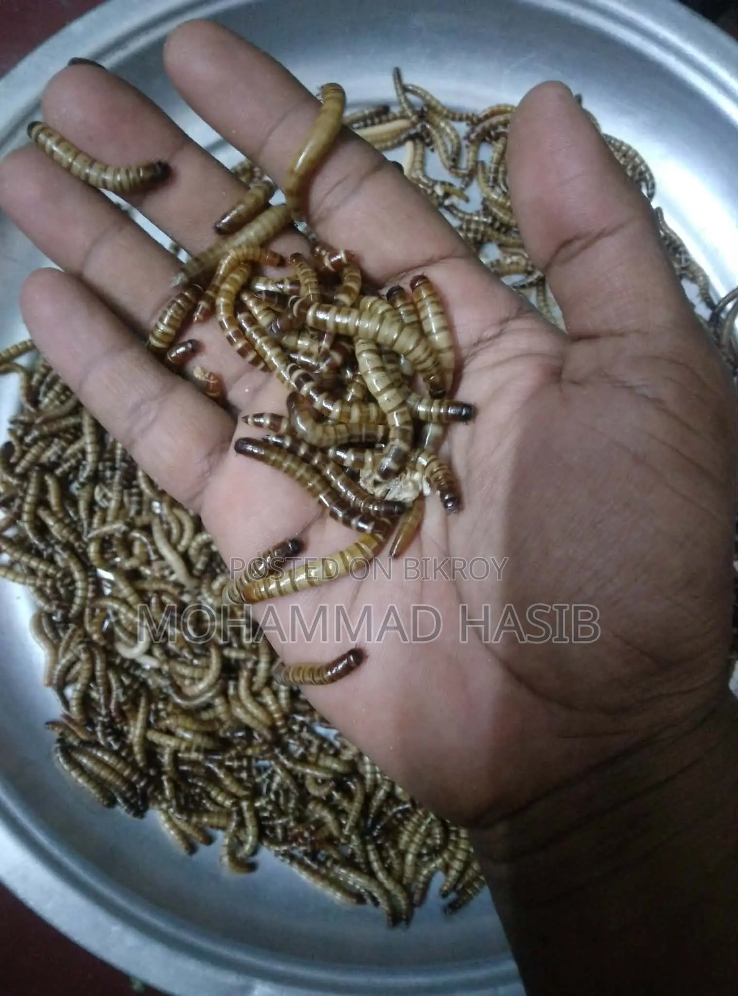 বিটল পোকা (মুরগী ও পাখির খাবার)