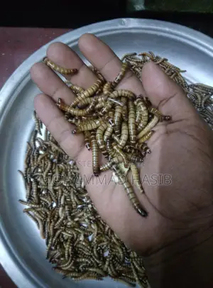 বিটল পোকা (মুরগী ও পাখির খাবার)