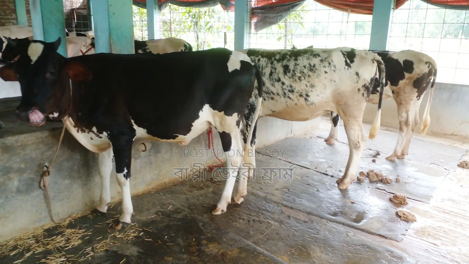১১৭৫ নং ৩টি বকনা বিক্রয় হবে উন্নত জাতের ।