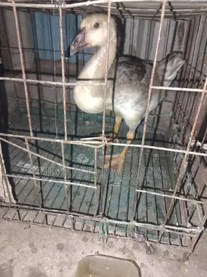 King Duckling, nearly two months old