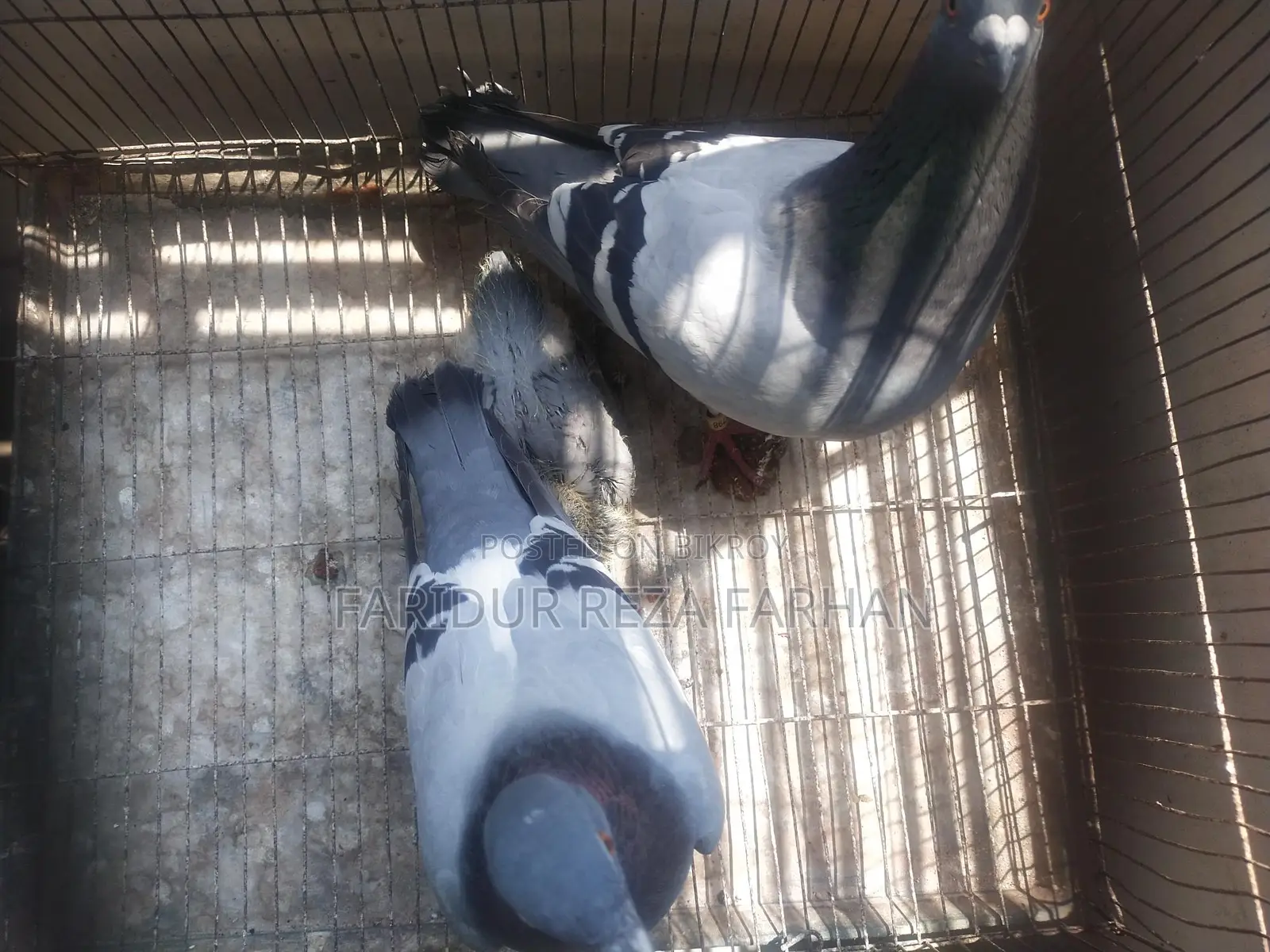 Blue Bar Racer Pigeon