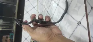 Fossil Watch