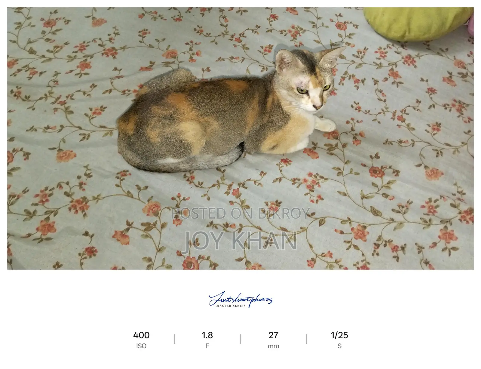 Cats Available for Adoption