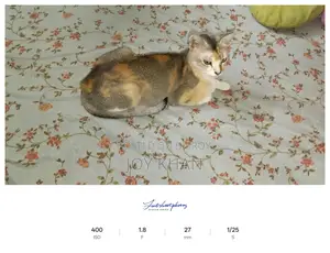 Cats Available for Adoption