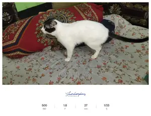 Cats Available for Adoption