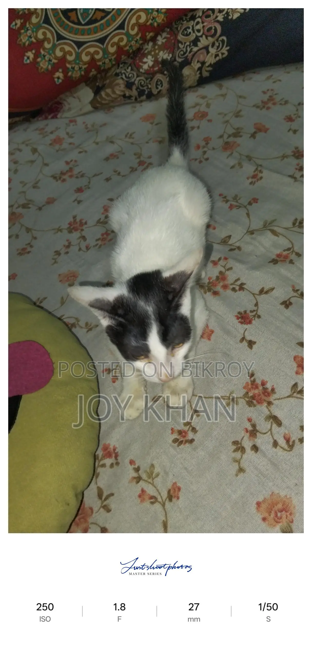 Cats Available for Adoption