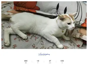 Cats Available for Adoption