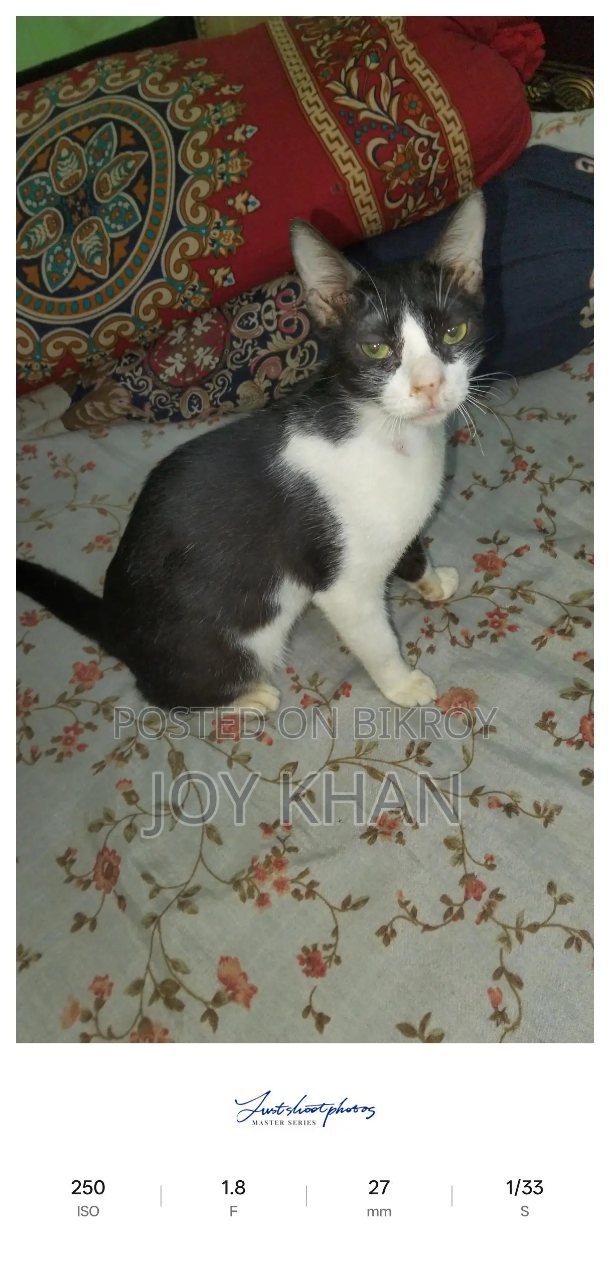 Cats Available for Adoption