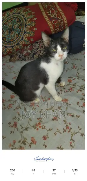Cats Available for Adoption