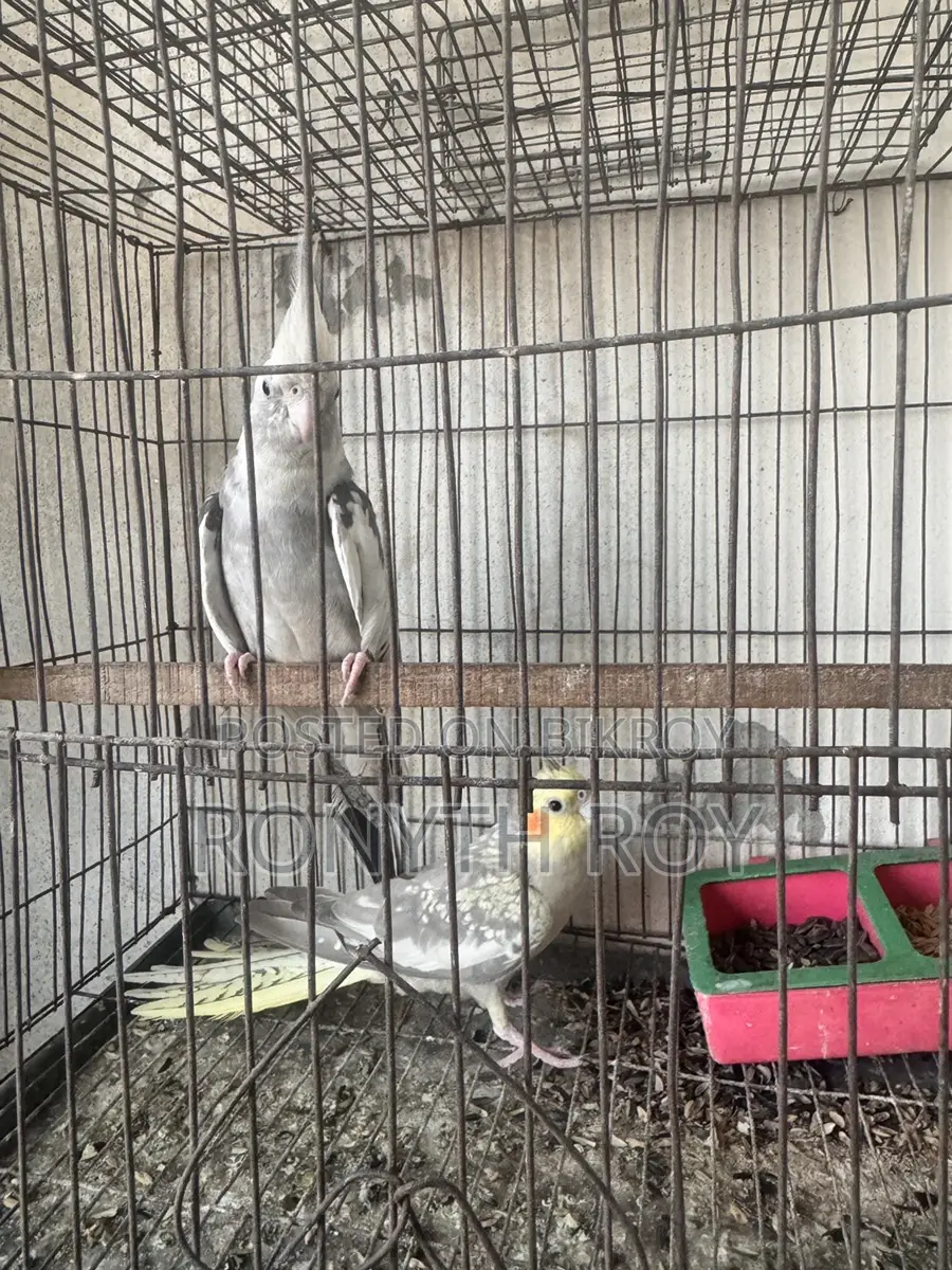 Cockatiel