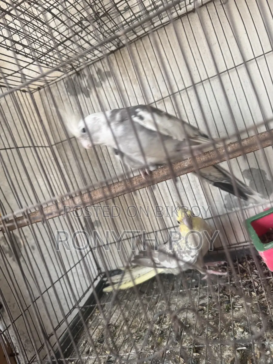 Cockatiel