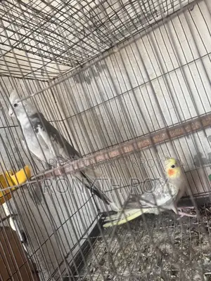 Cockatiel