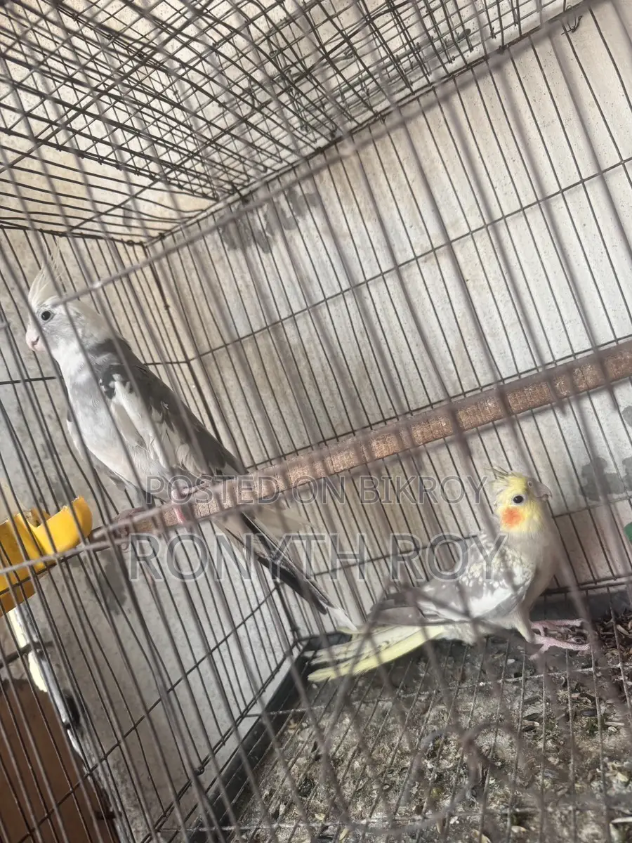 Cockatiel