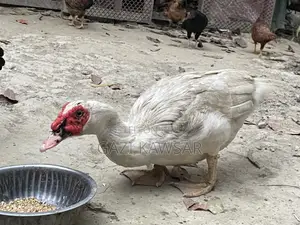 Male Chinese Duck