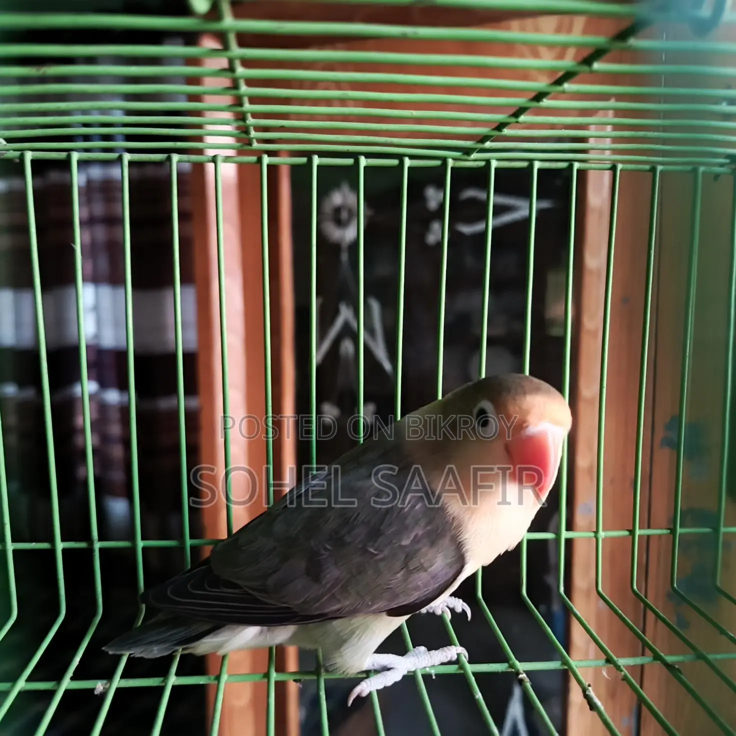 Love Bird