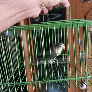 Love Bird