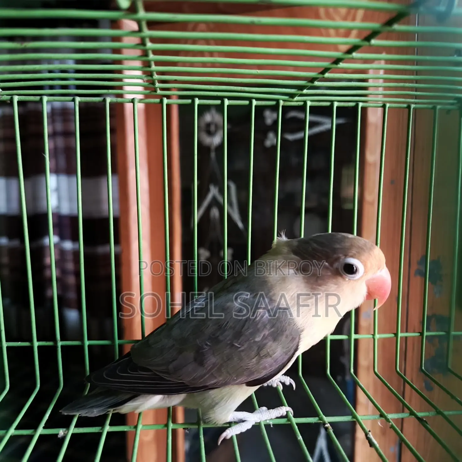 Love Bird