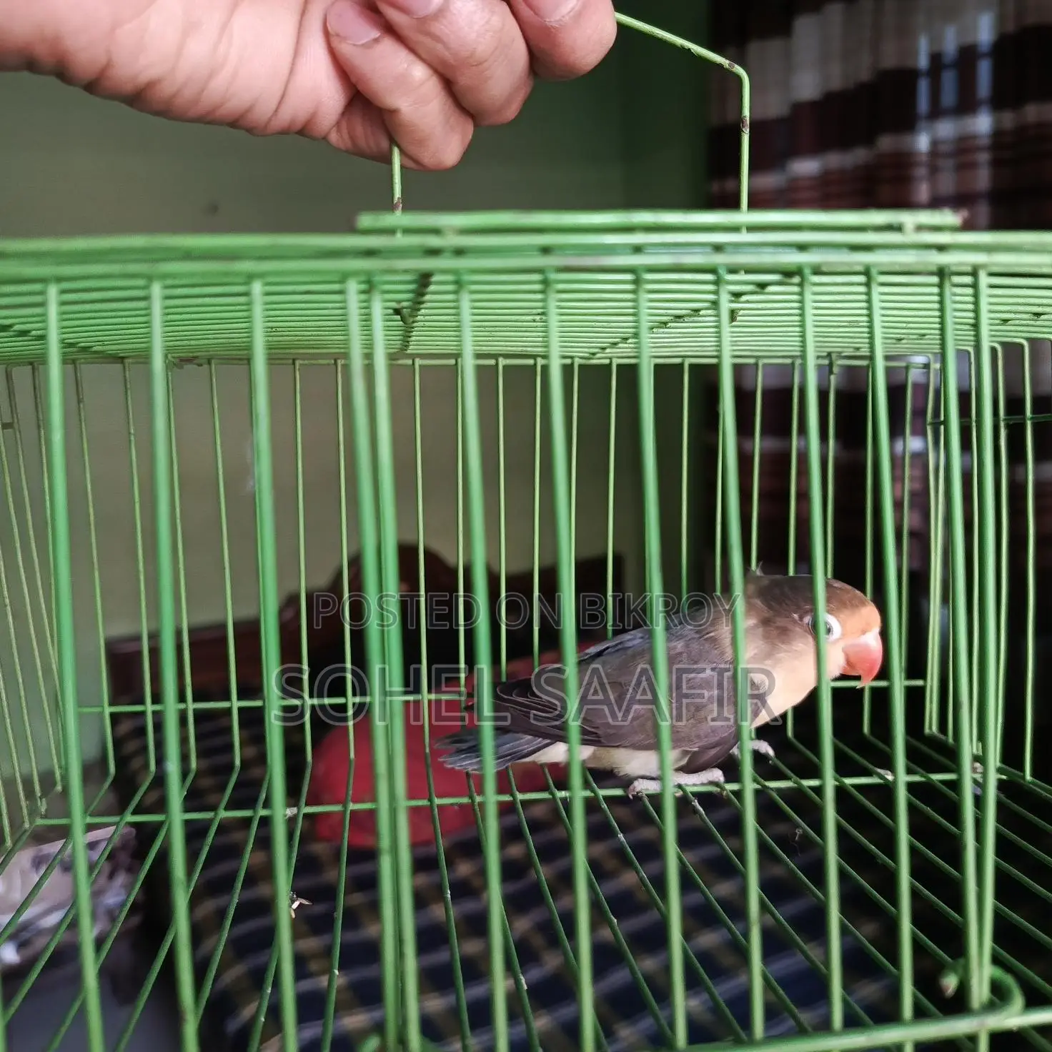 Love Bird