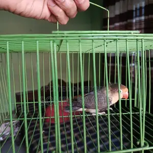 Love Bird
