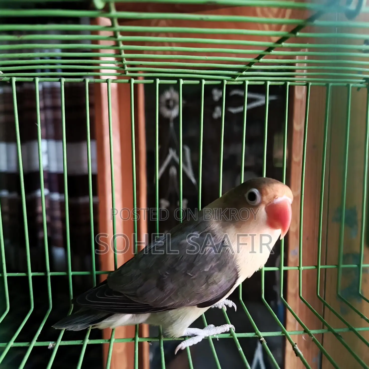 Love Bird