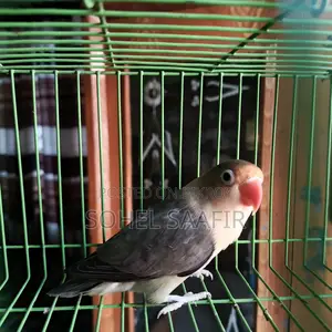 Love Bird