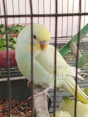 2 Budgie for sell
