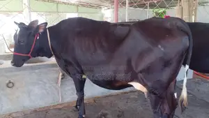 উন্নত জাতের গাভী গরু।(১১৫৮ নং )