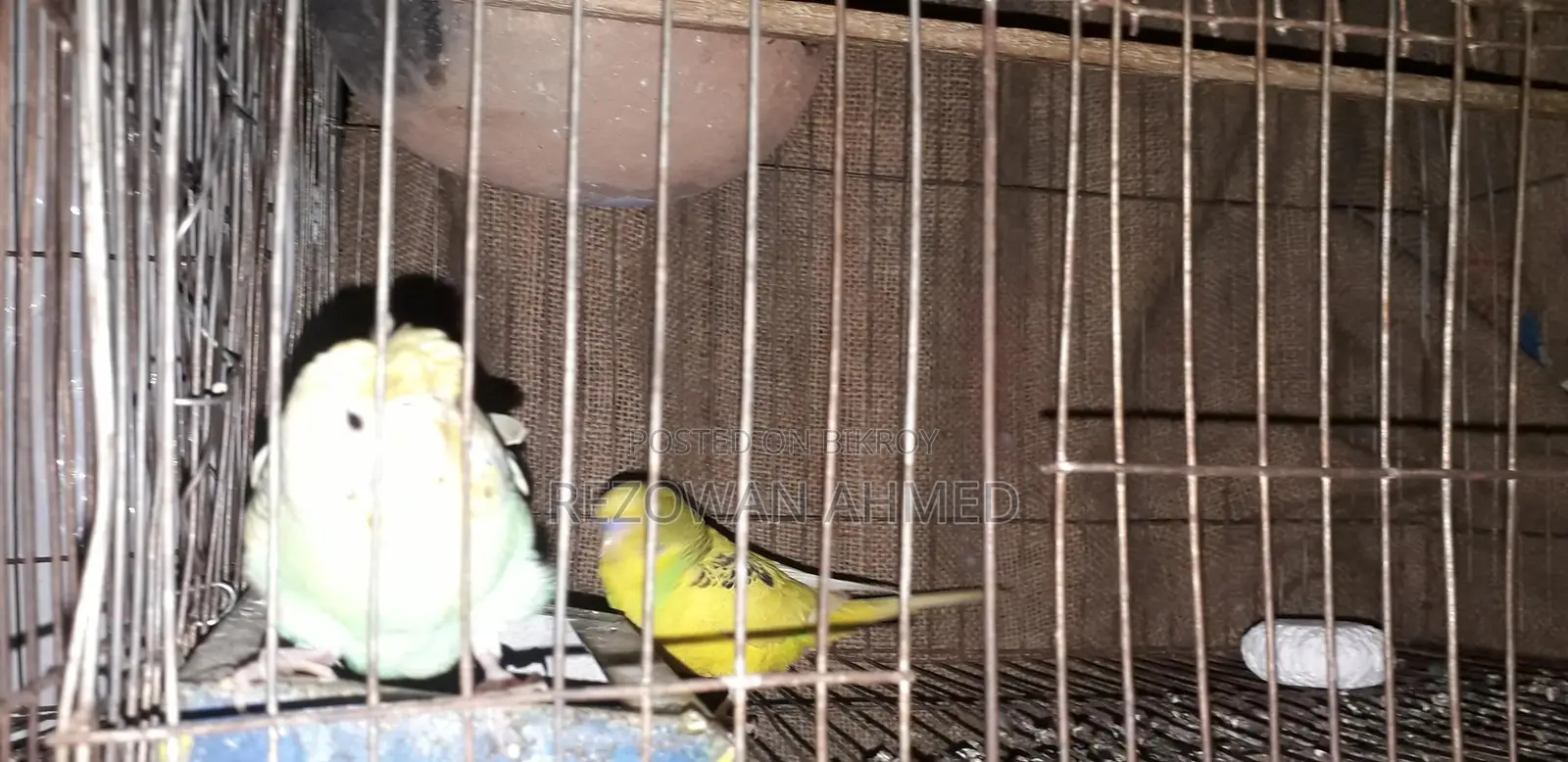 ফুল রানিং বাজিগর