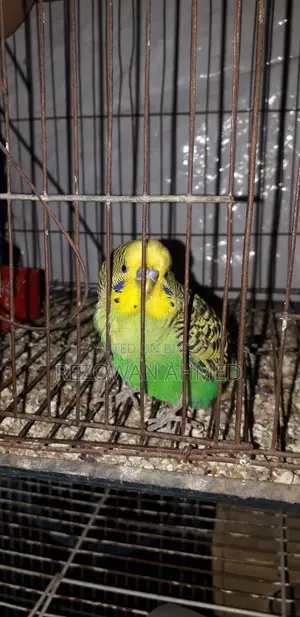 ফুল রানিং বাজিগর
