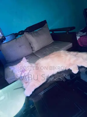 Persian Cat
