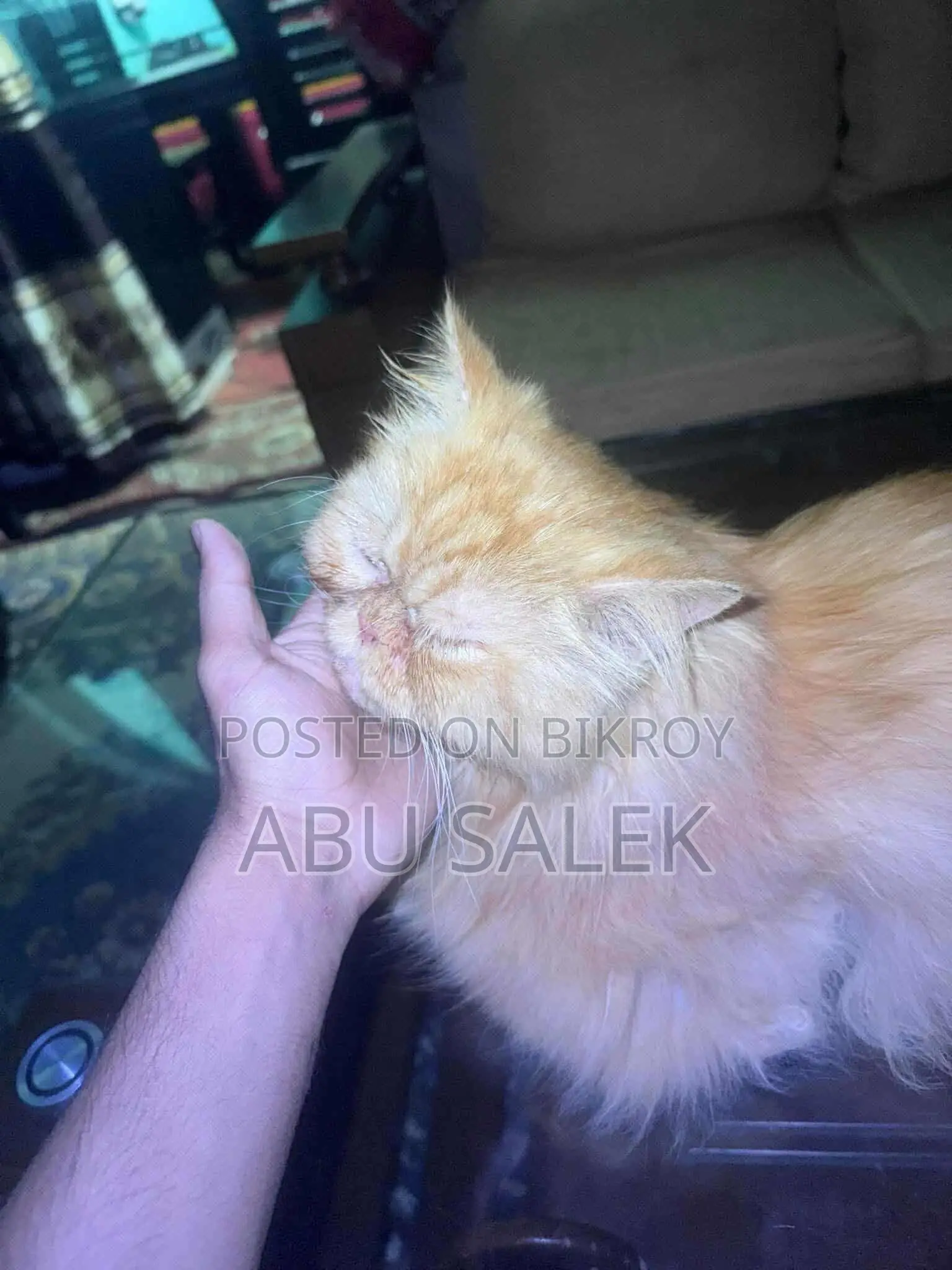 Persian Cat